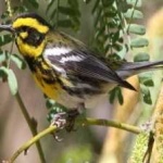 image of bird