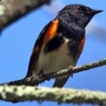 image of bird