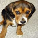 image of animal