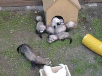 image of polecat