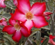image of flower