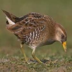 image of bird