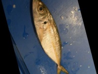 image of fish