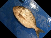 image of fish