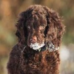 image of american_spaniel #9