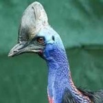 image of bird