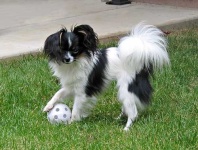image of papillon