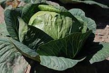 image of head_cabbage