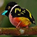 image of bird
