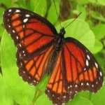 image of animal