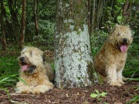 image of soft_coated_wheaten_terrier