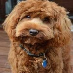 image of animal