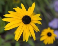 image of flower