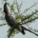 image of bird