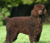 image of irish_water_spaniel #34