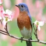 image of bird