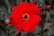 image of flower