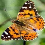 image of animal