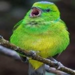 image of bird