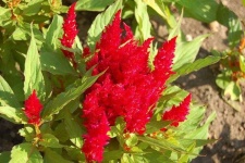 image of flower
