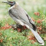 image of bird