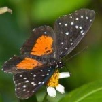 image of animal