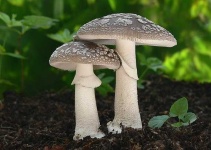 image of mushrooms