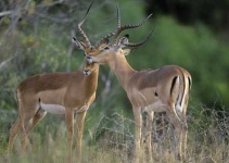 image of impala