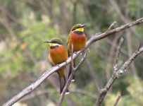 image of bee_eater #28