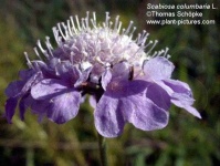 image of flower