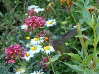 image of hummingbird
