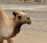 image of arabian_camel