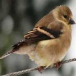 image of bird