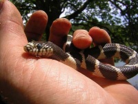 image of king_snake