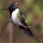image of bird