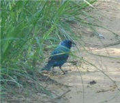 image of indigo_bunting