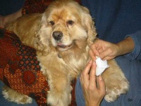 image of cocker_spaniel
