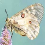 image of animal