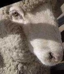 image of animal