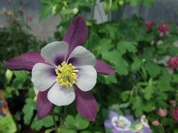 image of flower