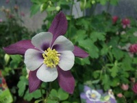 image of columbine #23