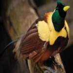 image of bird