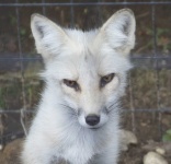 image of animal
