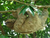 image of three_toed_sloth