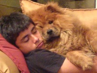 image of chow