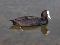 image of american_coot