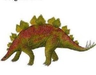 image of stegosaurus