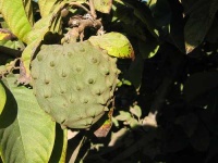 image of custard_apple #11