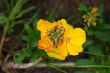 image of flower