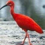 image of bird
